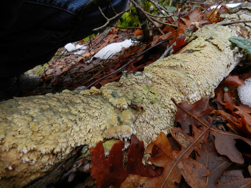 Hyphodontia sp.?? (Schizopora paradoxa)